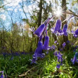 English bluebell (Hyacinthoides non-scripta) Lower Woods, Gloucestershire, England, UK