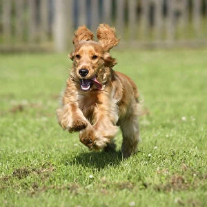English Cocker Spaniel, 6 month, running with ears flapping
