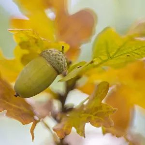 English oak (Quercus robur) acorn. Cambridgeshire, UK. September