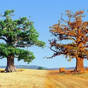 English Oak Print - Composite Seasons in Wheat Field English Oak Print - Composite Seasons in Wheat Field