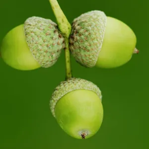 English oak (Quercus robur) ripening acorns, Dorset, UK September