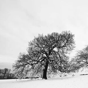 English oak tree (Quercus robur) and Beech trees (fagus sylvatica) in winter landscape