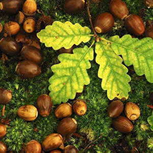 English oak tree (Quercus robur) fallen acorns and leaves on a bed of moss, Oxfordshire