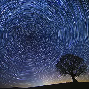 English oak tree (Quercus robur) at night with circle of star trails, Brecon Beacons Wales, UK