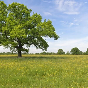 English oak tree (Quercus robur) standing in a formerly farmed meadow with many flowering