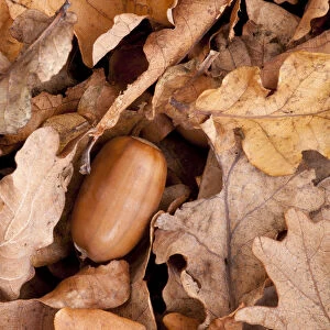 English oak tree {Quercus robur} acorn and fallen leaves in autumn, Beacon Hill Country Park