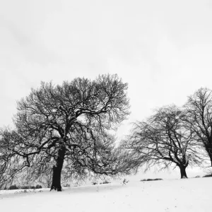 English oak tree (Quercus robur) and Beech trees (fagus sylvatica) in winter landscape English oak tree (Quercus robur) and Beech trees (fagus sylvatica) in winter landscape