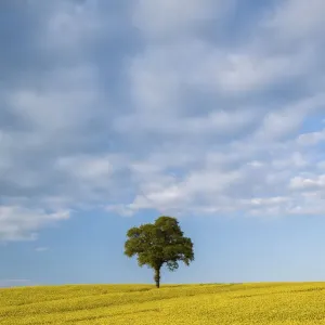 English oak tree (Quercus robur) in field of Oilseed rape / rapeseed (Brassica napus) English oak tree (Quercus robur) in field of Oilseed rape / rapeseed (Brassica napus)