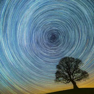 English Oak Tree Print, Nighttime Landscape English Oak Tree Print, Nighttime Landscape