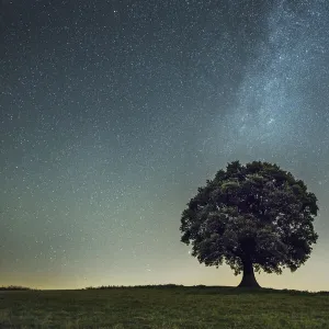 English oak tree (Quercus robur) under stars of the Milk Way