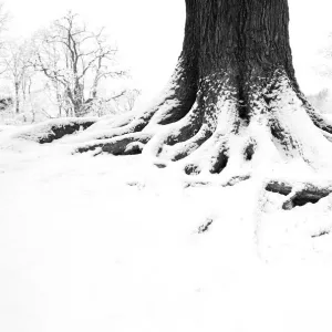 English oak tree (Quercus robur) trunk in winter, Hampstead Heath, London, February