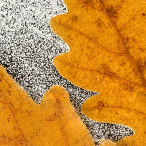 English / Pedunculate oak (Quercus robur) leaves encased in ice (studio) Inversnaid English / Pedunculate oak (Quercus robur) leaves encased in ice (studio) Inversnaid