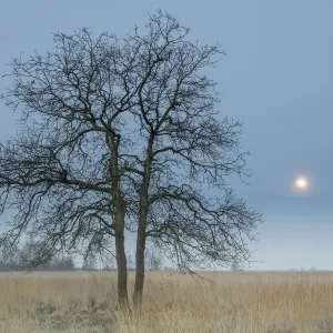 English Oak Print in Field with Purple Moor-grass and Moon