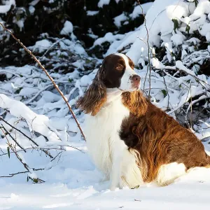 English springer spaniel, male, sitting in snow portrait, Waterford, Connecticut, USA. December English springer spaniel, male, sitting in snow portrait, Waterford, Connecticut, USA. December