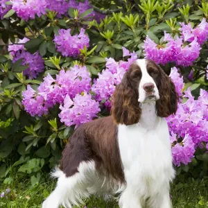 English Springer Spaniel in Rhododendron Print English Springer Spaniel in Rhododendron Print