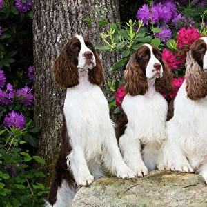 English springer spaniel, three standing with front legs on rock, Rhododendron flowers