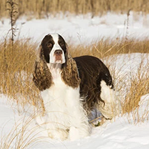 English springer spaniel standing in snow covered grassland, shore of Long Island Sound
