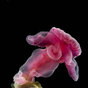 Enteropneust worm / Acorn worm (Yoda purpurata) from the North Atlantic Ocean, southern