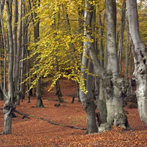 Epping Forest with ancient pollarded beech trees (Fagus sylvatica) Essex, November