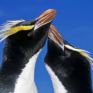 Erect-crested penguin (Eudyptes sclateri) pair in greeting display. Antipodes Island