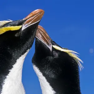 Erect-crested penguin pair in greeting display print Erect-crested penguin pair in greeting display print