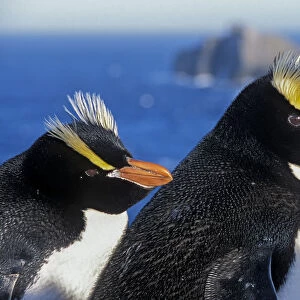 Erect-crested penguins (Eudyptes sclateri) pair on coast, Proclamation Island, Bounty Islands