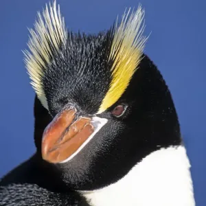 Erect-crested penguins (Eudyptes sclateri) portrait, Proclamation Island, Bounty Islands Erect-crested penguins (Eudyptes sclateri) portrait, Proclamation Island, Bounty Islands