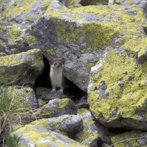 Ermine / Stoat (Mustella erminea) in highlands of the Northern Caucasus, Russian