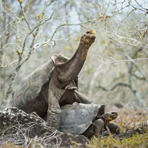 Espanola saddelback tortoise (Chelonoidis hoodensis) pair mating, Espanola Island