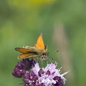 Essex skipper butterfly (Thymelicus lineola) male visiting flower, , Wiltshire, England