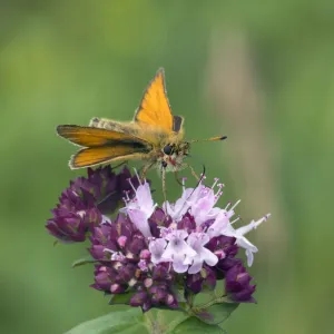 Essex Skipper Butterfly Print, Wiltshire England Essex Skipper Butterfly Print, Wiltshire England