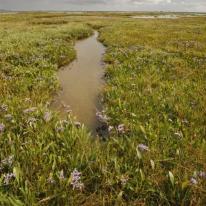 Established saltmarsh with Common sea lavender (Limonium vulgare) growing on saltmarsh