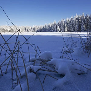 Etang de la Gruere, peat bog covered in snow, Rhine river catchment, Canton of Jura, Switzerland