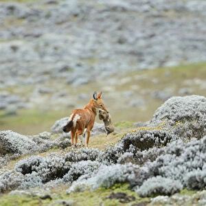 Ethiopian Wolf (Canis simensis) catching a big-headed African mole-rat