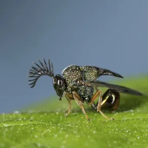 Eucharited Wasp (Eucharitedae) parasitic wasp, which attacks ants, Coochbehar, India Eucharited Wasp (Eucharitedae) parasitic wasp, which attacks ants, Coochbehar, India