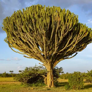 Euphorbia tree print near Solio escarpment, Kenya Euphorbia tree print near Solio escarpment, Kenya