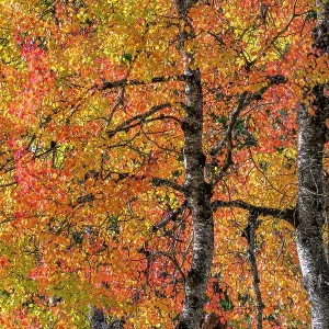 Eurasian aspen tree in autumn (Populus tremula), Dolomites, Italy, October Eurasian aspen tree in autumn (Populus tremula), Dolomites, Italy, October