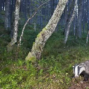 Eurasian badger (Meles meles), two foraging in Pine (Pinus sp) woodland. Glenfeshie