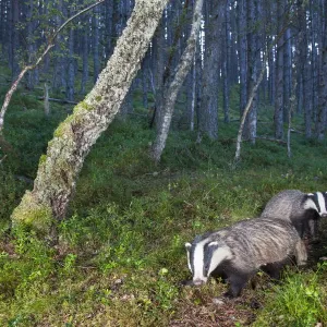 Eurasian Badger Print Eurasian Badger Print