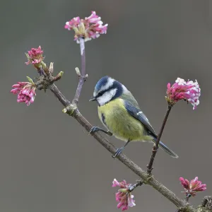 Eurasian blue tit (Cyanistes caeruleus) on a branch, Vendee, France, January