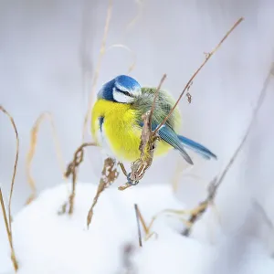 Eurasian blue tit (Cyanistes caeruleus) perched on snow-covered grass, puffed up to keep warm, Białowieza National Park, Poland. January Eurasian blue tit (Cyanistes caeruleus) perched on snow-covered grass, puffed up to keep warm, Białowieza National Park, Poland. January