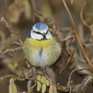 Eurasian blue tit (Parus caeruleus) fluffed up and perched on twig, Denmark, March