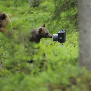 Eurasian brown bear (Ursus arctos) mother with cub investigating camera, Suomussalmi