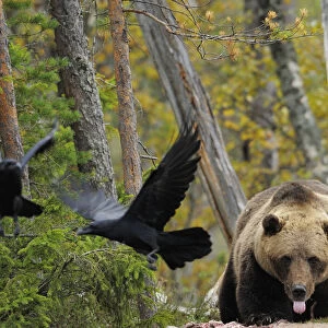 Eurasian brown bear (Ursus arctos) at acarcass with two Common ravens (Corvus corax) flying away