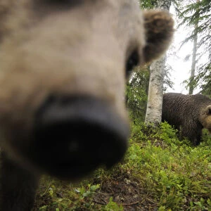 Eurasian brown bear (Ursus arctos) close up of nose while investigating remote camera
