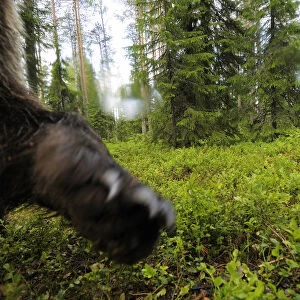 Eurasian brown bear (Ursus arctos) close up of paw while investigating remote camera