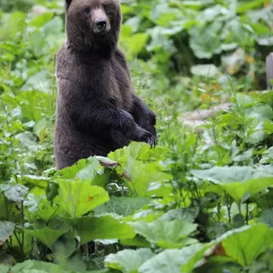 Eurasian brown bear (Ursus arctos arctos) at a bear watching site in Sinca Noua Eurasian brown bear (Ursus arctos arctos) at a bear watching site in Sinca Noua