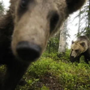 Eurasian brown bear (Ursus arctos) close up of nose while investigates remote camera Eurasian brown bear (Ursus arctos) close up of nose while investigates remote camera