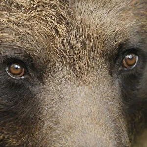 Eurasian brown bear (Ursus arctos) close-up of face, Suomussalmi, Finland, July 2008