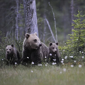 Eurasian brown bear (Ursus arctos) with three cubs, Suomussalmi, Finland, July 2008